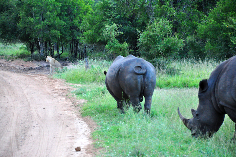 Melanie Heinrich - travel images - Lion Sands Private game reserver Hazyview